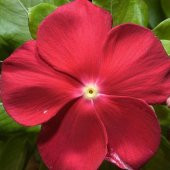 Vinca Deep Rose Rozet Çiçeği Tohumu (20 tohum) - 3