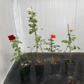 Tüplü Yediveren Kokulu Karışık Gül Fidanı Paketi (5 Adet) - 5