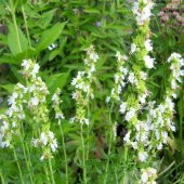 Dev Meksida Beyazı Hyssop Çiçeği Tohumu(50 tohum) - 5