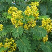 Nadir Senna Hebecarpa Çiçeği Tohumu(25 Tohum) - 6