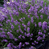 Lavandula Angustifolia Lavanta Çiçeği Tohumu(25000 tohum) - 3