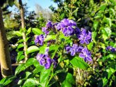 Lila Frenk Menekşesi Tohumu (100 adet) - 5