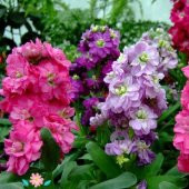 Ageratum Mexicanum Mavi Vapur Dumanı Çiçeği Tohumu (100 tohum) - 4