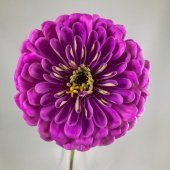 Dahlia Çiçekli Lavender Zinya Çiçeği Tohumu (40 tohum) - 2