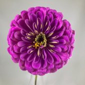 Dahlia Çiçekli Lavender Zinya Çiçeği Tohumu (40 tohum) - 6