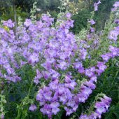 Sweet Lady Penstemon Çiçeği Tohumu(50 adet) - 2