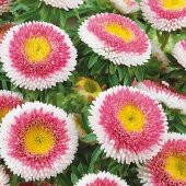 Pompon HiNoMaru Aster Çiçeği Tohumu (50 tohum) - 3