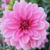 Pompon Rose Aster Çiçeği Tohumu (50 tohum) - 2