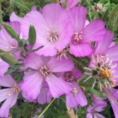 Lila Renkli Bottae Godetya Çiçeği Tohumu(50 tohum) - 3