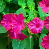 Violet Pink Akşam Sefası Çiçeği Tohumu(20 tohum) - 5