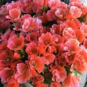 Doğal Oranj Godetia Çiçeği Tohumu(50 tohum) - 3