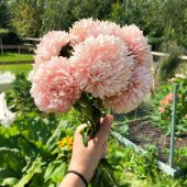 Paeony Duchesse Kayısı Renginde Pompon Aster Çiçeği Tohumu (50 tohum) - 2