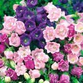 Katmerli Campanula Karışık Çan Çiçeği Tohumu (100 tohum) - 2