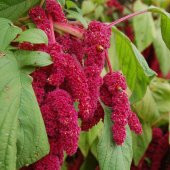 Kırmızı Amaranthus Caudatus Çiçeği Tohumu (100 tohum) - 4
