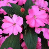 Saksılık Wallerine Baby Pembe Bodur Cam Güzeli Çiçeği Tohumu (20 tohum) - 5