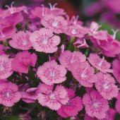Keskin Pembe Dianthus Çiçeği Tohumu (50 tohum) - 2