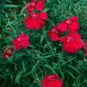 Dianthus Superbus Kırmızı Renkli Kokulu Karanfil Çiçeği Tohumu (100 adet) - 4