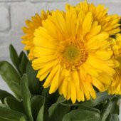 Golden Emperor Katmerli Aynısafa Çiçeği Tohumu(50 tohum) - 4