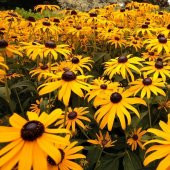 Kahverengil Gözlü Rıdbekya Çiçeği Tohumu(100 tohum) - 2