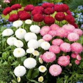 Katmerli Bellis Perennis Ponpon İngiliz Çayır Papatyası Çiçeği Tohumu(100 tohum) - 1
