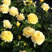 Tüplü Yediveren Kokulu Sarmaşık Sarı Ponpon Gül Fidanı thumbnail 2