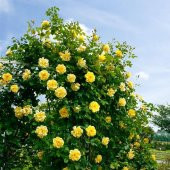 Tüplü Yediveren Sarı İvy Kokulu Sarmaşık Gül Fidanı - 3