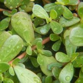 Doğal Geleneksel Aromatik Semizotu Töğmeken Fidesi (5 Adet) - 6