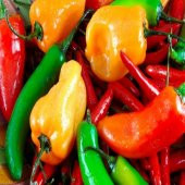 Tombul Acı Etli Dolmalık Biber Fidesi (5 Adet) - 10