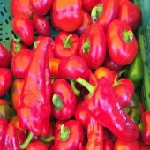 Tatlı Kapya Biber Fidesi (5 Adet) - 7