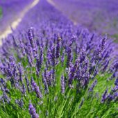 Tüplü Yoğun Kokulu Aromatik Lavanta Fidanı (10-20 cm) - 1