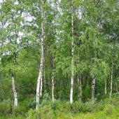 Tüplü Soğuklara Dayanıklı Huş Ağacı (Betula Alba) Fidanı - 4