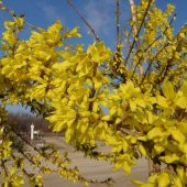 Tüplü Altın Çanı Altın Çanak (Forsythia intermedia) Fidanı - 4