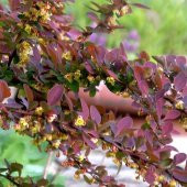 Tüplü Kırmızı Berberis Thunbergii Kadın Tuzluğu Fidanı - 4