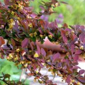 Tüplü Kırmızı Berberis Thunbergii Kadın Tuzluğu Fidanı - 5