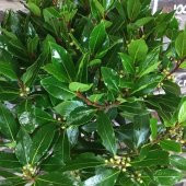 Tüplü Defne Ağacı (Laurus nobilis) Fidanı (80-120 cm) Büyük Saksı - 2