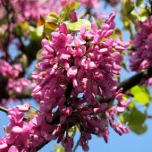 Tüplü Kokulu Erguvan Ağacı (Cercis siliquastrum) Fidanı - 3