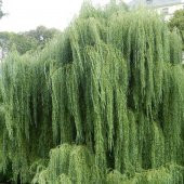 Tüplü Salkım Söğüt Ağacı (Salix Babylonica) Fidanı (5 Adet) - 5
