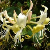 Tüplü Kokulu Lonicera Caprifolium Hanım Eli Fidanı - 3
