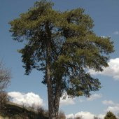 Tüplü (Pinus Nigra) Karaçam Fidanı (4 Yaş 100-150cm) - 4
