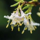 Tüplü Yoğun Kokulu Lonicera Fragrantissima Kış Hanım Eli Fidanı - 3