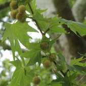 Tüplü Anadolu Çınar Ağacı (Platanus orientalis) Fidanı - 1