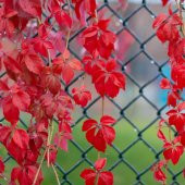 Tüplü Amerikan Sarmaşığı Hazan Dalı Fidanı - 5