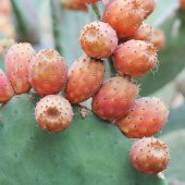 Tüplü Dikenli Pabuç İncir Fidanı Çok Loblu 15 litrelik Saksı - 2