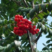 Tüplü Kuş Üvezi (Sorbus aucuparia L.) Fidanı - 4