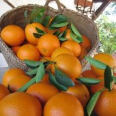 Tüplü Aşılı Sıkmalık Sofralık Valencia Portakal Fidanı - 5