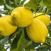 Tüplü Aşılı Çok İri Meyveli Zagara Bianca Limon Fidanı - 1