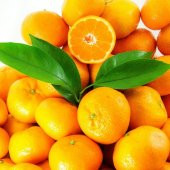 Tüplü Aşılı Yuvarlak Okitsu Mandalina Fidanı thumbnail 1