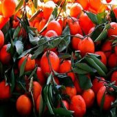 Tüplü Aşılı Raf Ömürlü  King Mandalinası Fidanı thumbnail 1