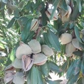 Tüplü Aşılı Tam Bodur Yüksek Verimli Laurenne Badem Fidanı - 2