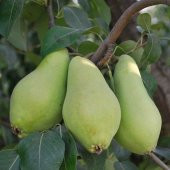 Tüplü Aşılı Tam Bodur Erkenci Aromatik Akça Armut Fidanı - 2